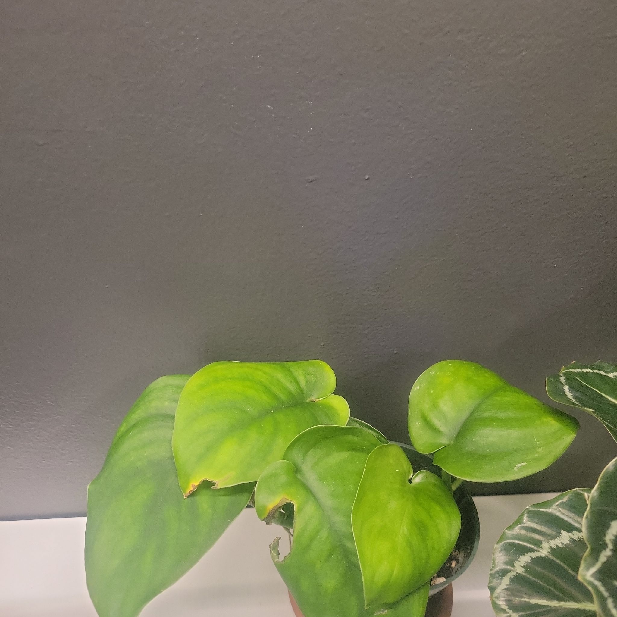 Jade Satin Pothos plant with broad green leaves, slight yellowing and browning visible.