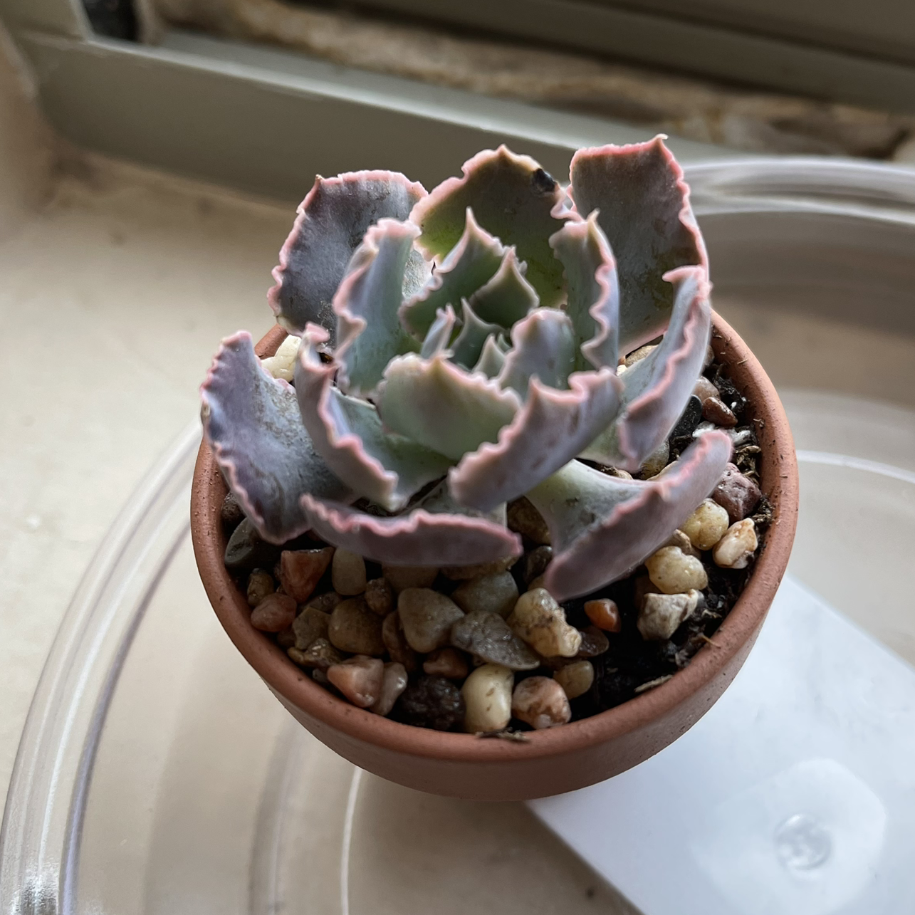 A healthy Mexican Hens succulent in a small pot with pebbles on the soil surface.