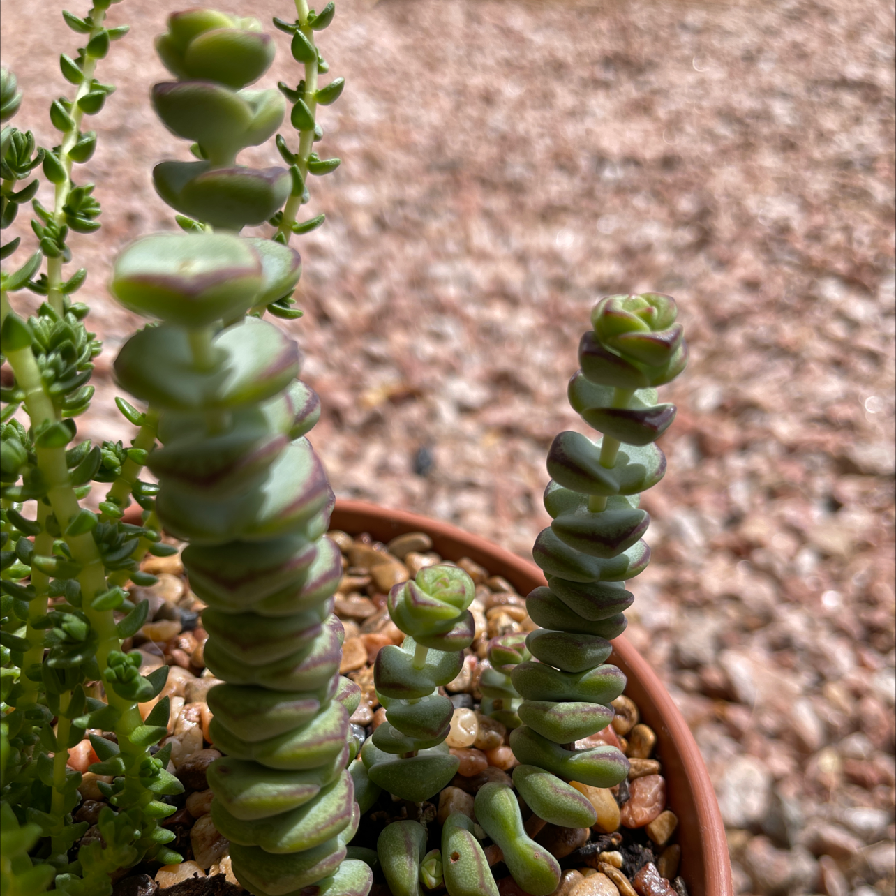 Jade Necklace plant in a pot with well-draining soil, healthy green leaves.