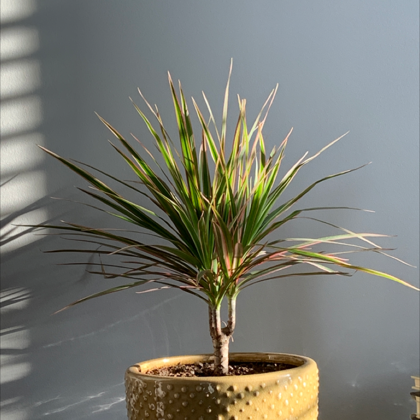 Photo of the plant species Dragon Tree by @NelliesMama named Joy on Greg, the plant care app