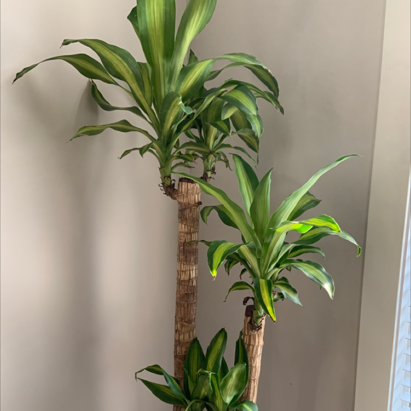 Photo of the plant species Cornstalk Dracaena by @NelliesMama named Myrtle on Greg, the plant care app