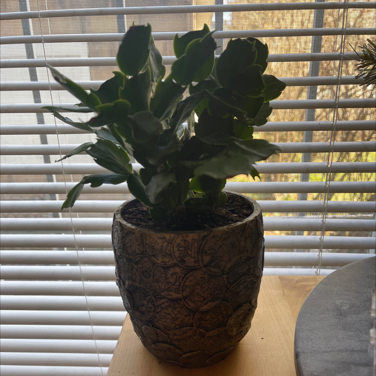 False Christmas Cactus plant photo by @Carolarolyn named Cactus on Greg, the plant care app.