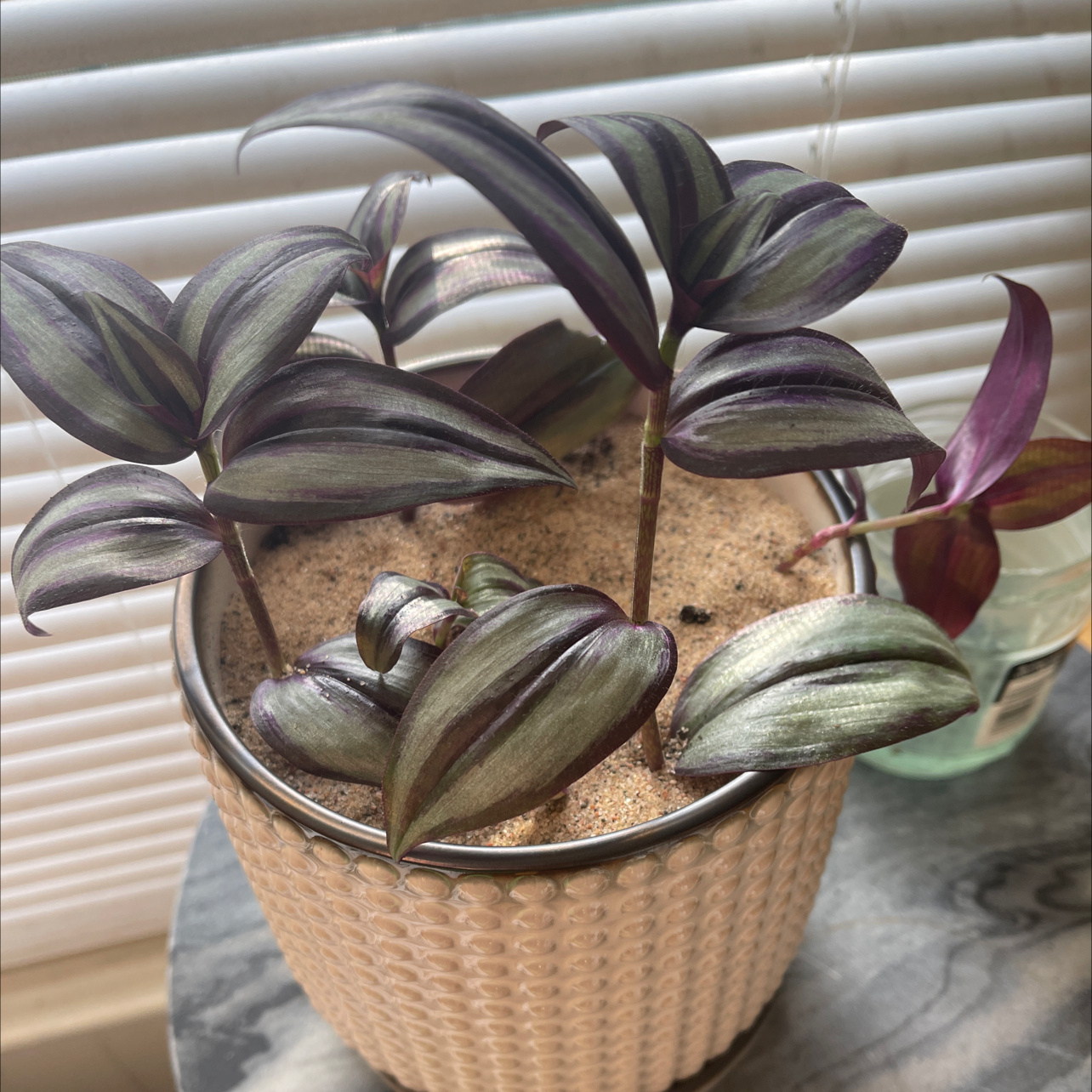 Spiderwort plant photo by @Carolarolyn named Zebrina on Greg, the plant care app.