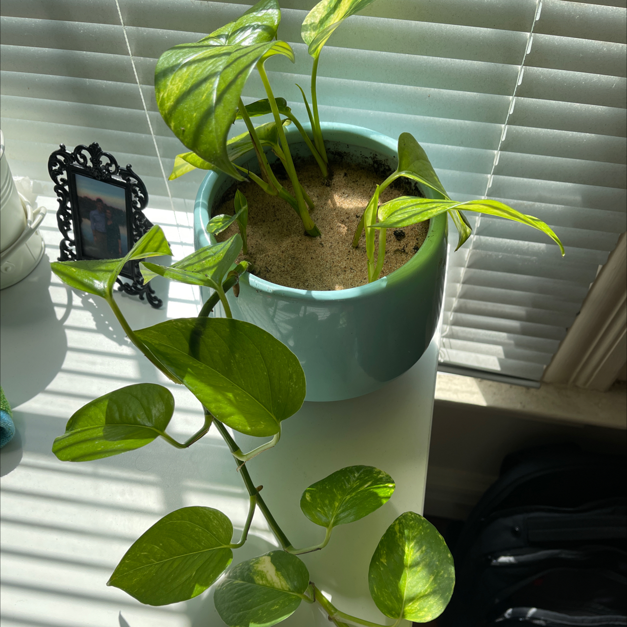 Taro Vine plant photo by @Carolarolyn named Pothos on Greg, the plant care app.