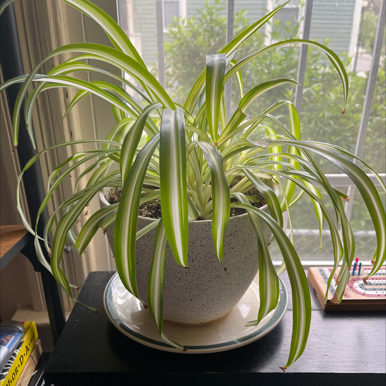 Spider Plant plant photo by @Carolarolyn named Spider on Greg, the plant care app.