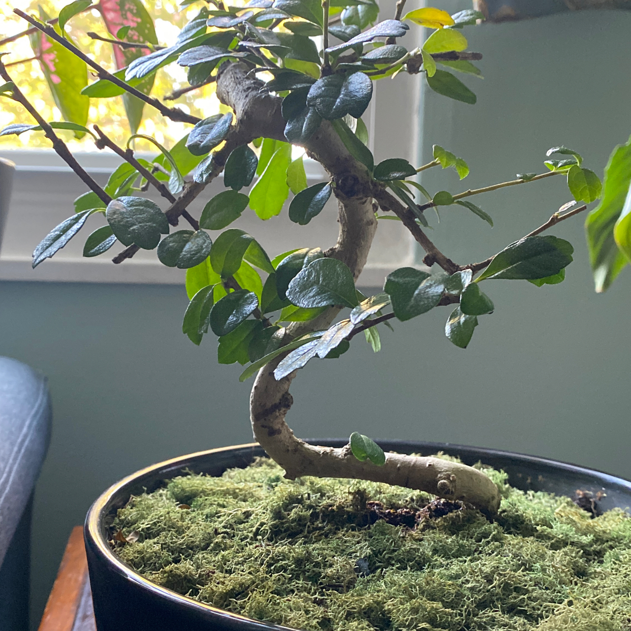 Bonsai Chinese Elm tree in a small round pot, with a thick gnarled trunk, dense healthy green foliage, and vibrant leaves.