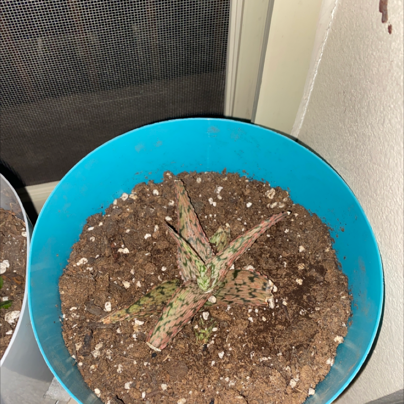 Snowflake Aloe plant in a pot with visible soil, showing signs of browning and black spots.
