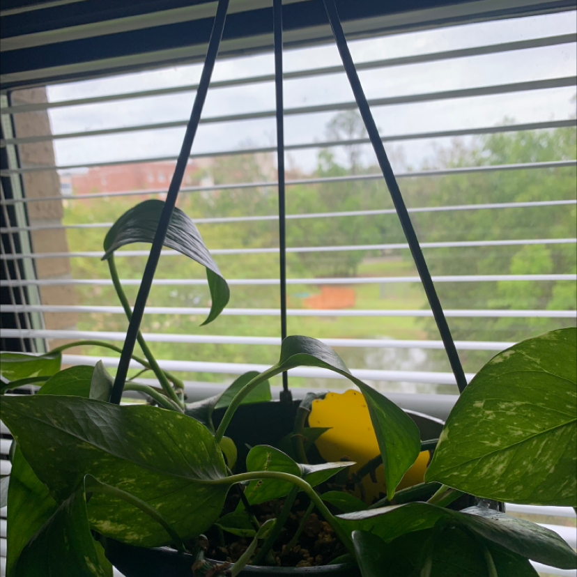 Taro Vine plant photo by @jennahscuties named Hanging Pothos on Greg, the plant care app.