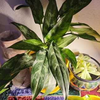 Chinese Evergreen plant in Grants Pass, Oregon