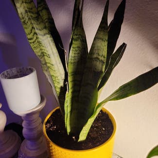 Snake Plant plant in Grants Pass, Oregon