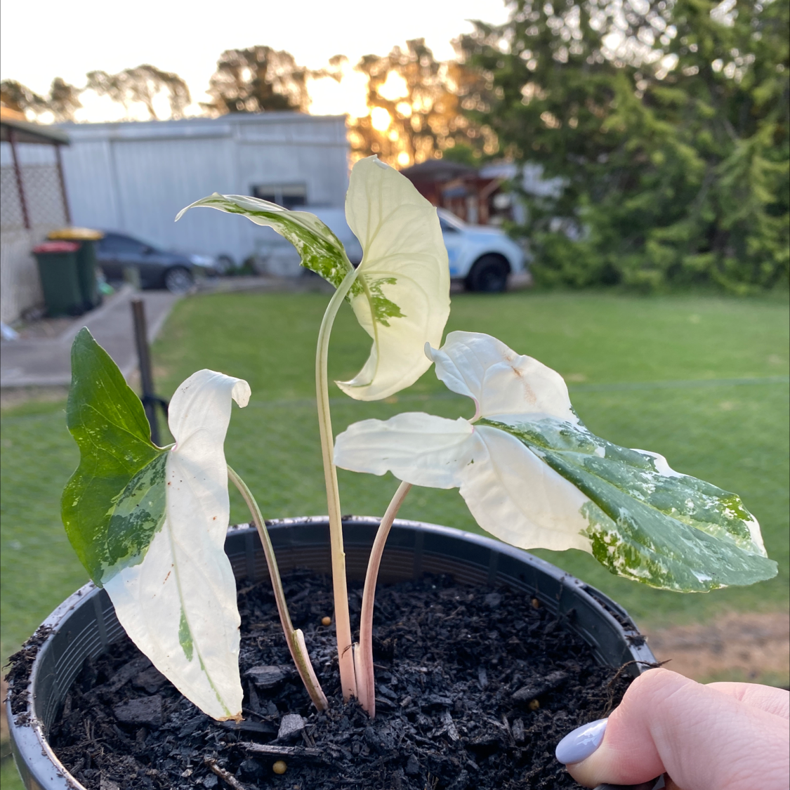 Variegated Arrowhead Vine in a pot with variegated leaves, held by a hand.