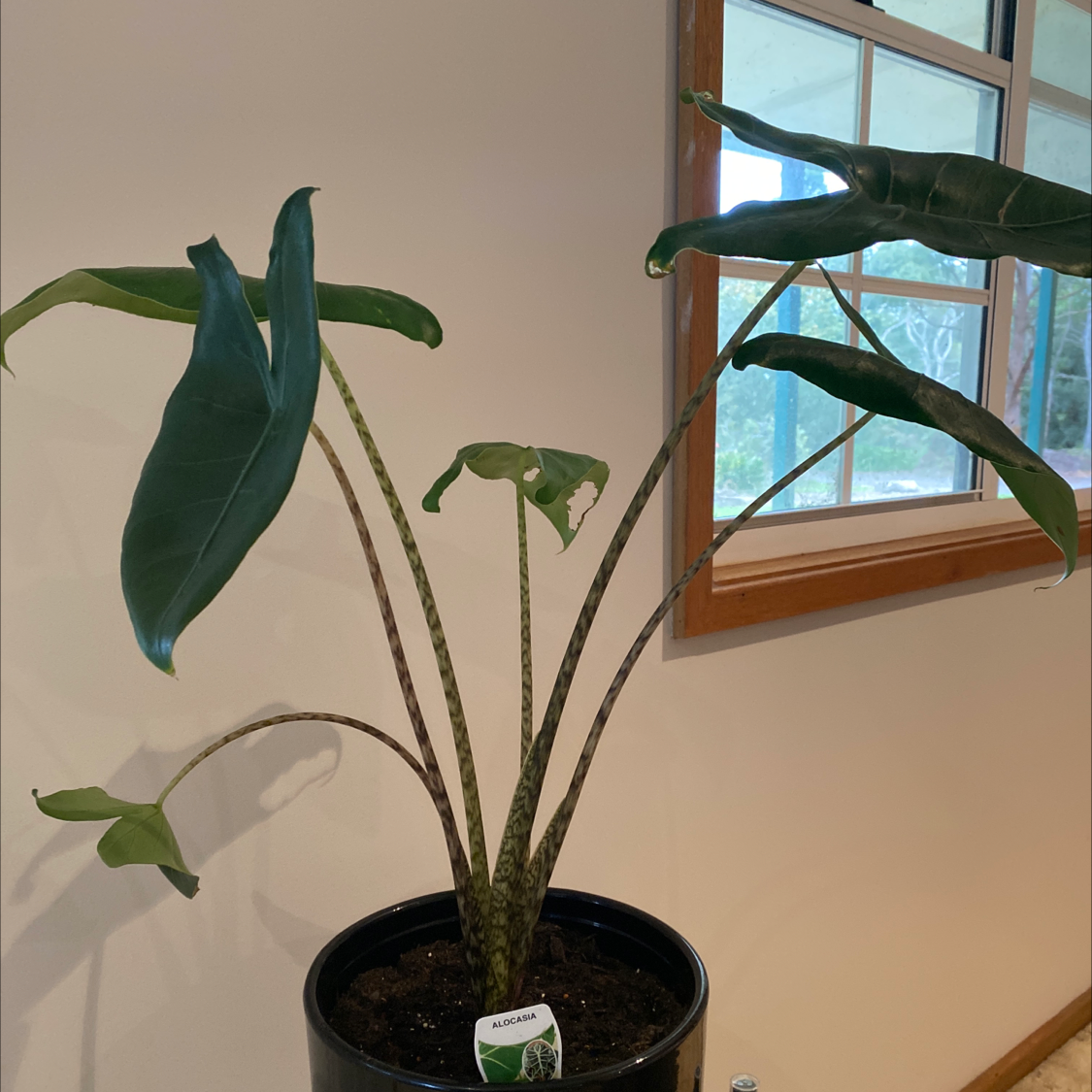 Zebra Elephant Ear plant in a pot near a window with distinctive striped stems.