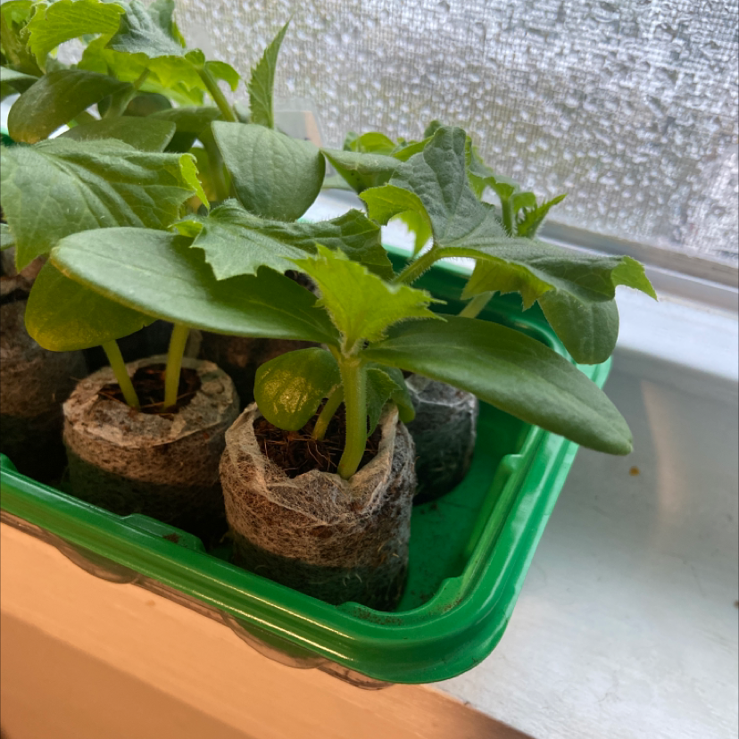 Young cucumber plants in a green tray near a window, appearing healthy.