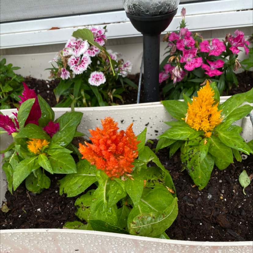 Healthy cockscomb plants with colorful blooms in pink, red, orange and yellow, growing in a windowsill planter.