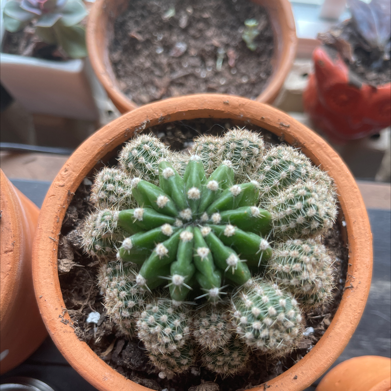 Healthy Lace Hedgehog Cactus in a terra cotta pot, with dense white spines and vibrant green body, held by a human hand.