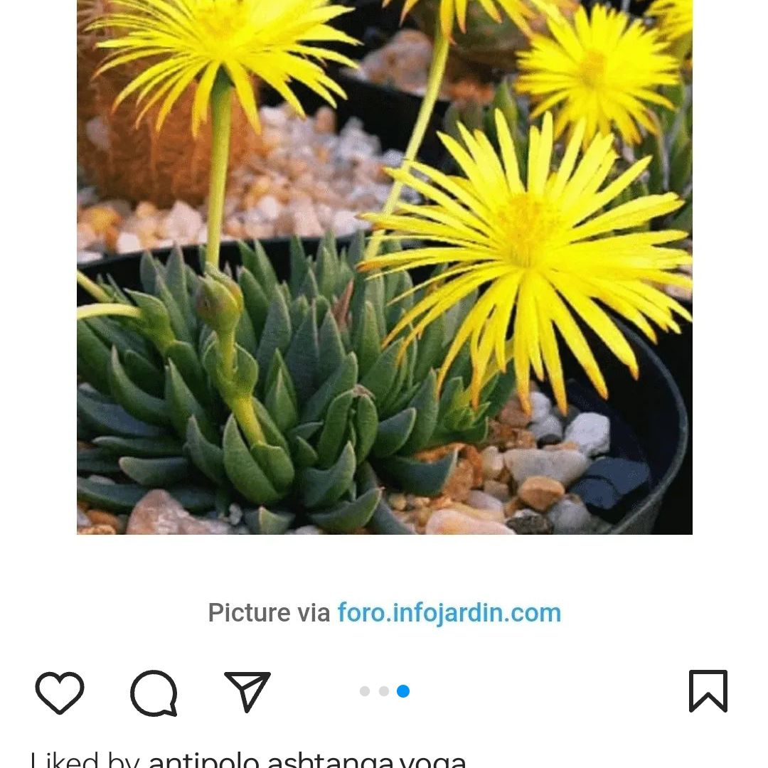 Photo of the plant species Three O'Clock by @NobleTomato named Girlfrond on Greg, the plant care app
