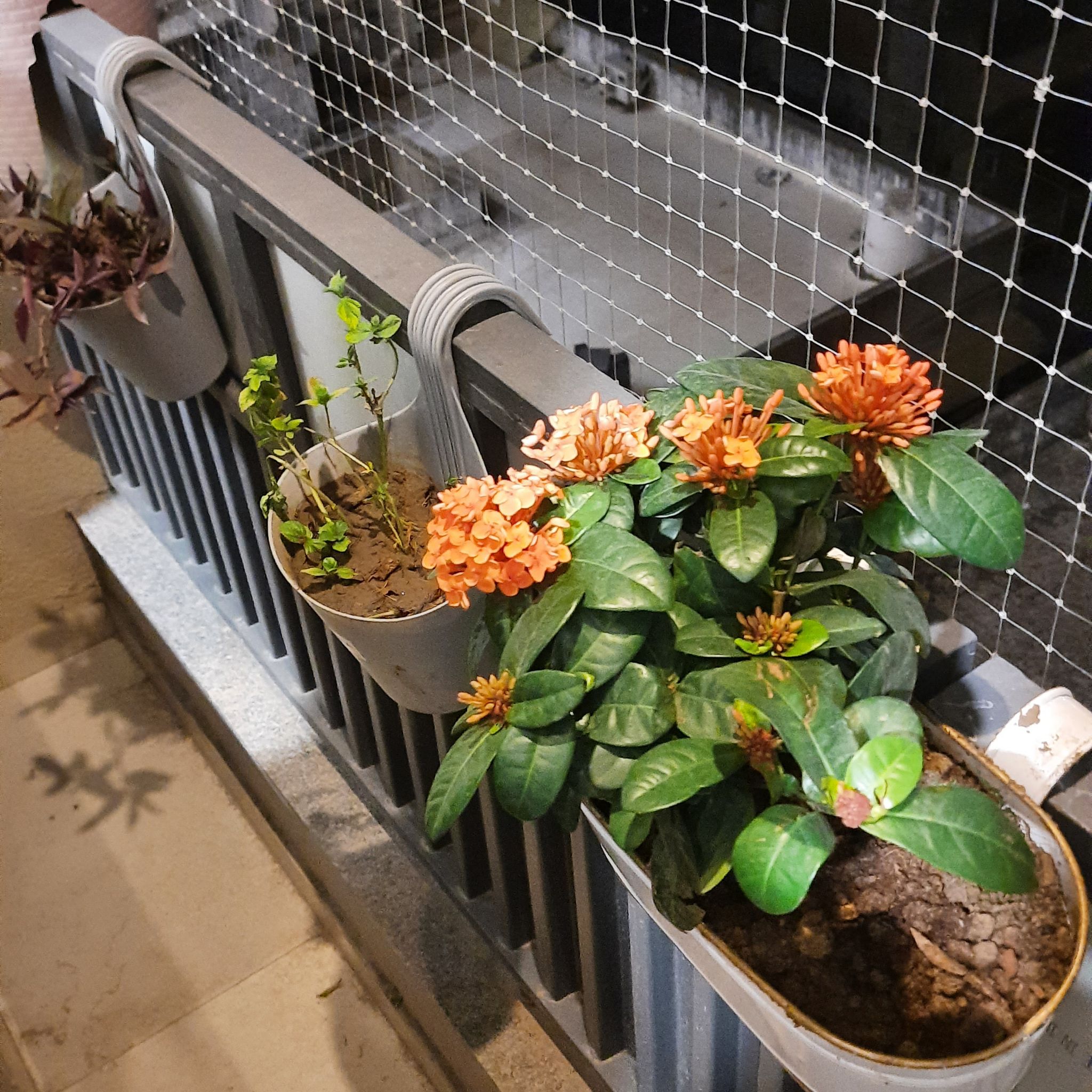 Potted Flame of the Woods plant with orange flowers on a railing.