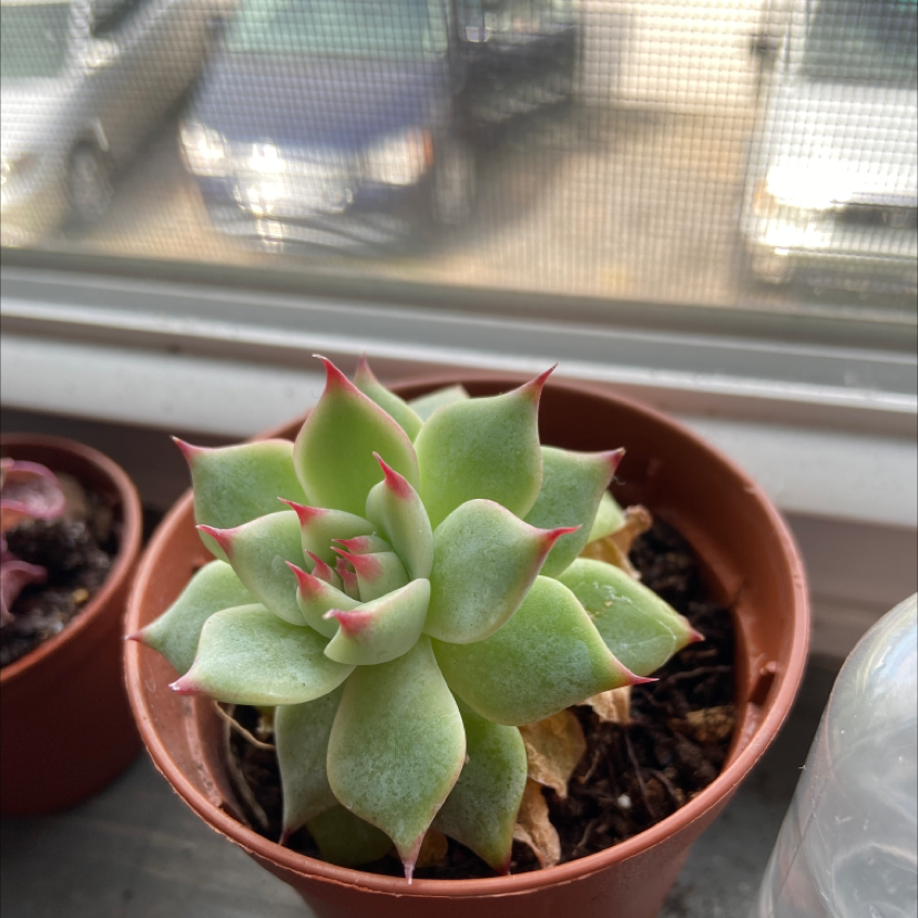 Succulent plant 'Painted Lady' in a pot with green leaves and red tips, some yellowing leaves at the base.