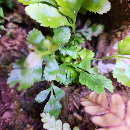 Photo of the plant species Wall-Rue by Headllavea named 2 on Greg, the plant care app