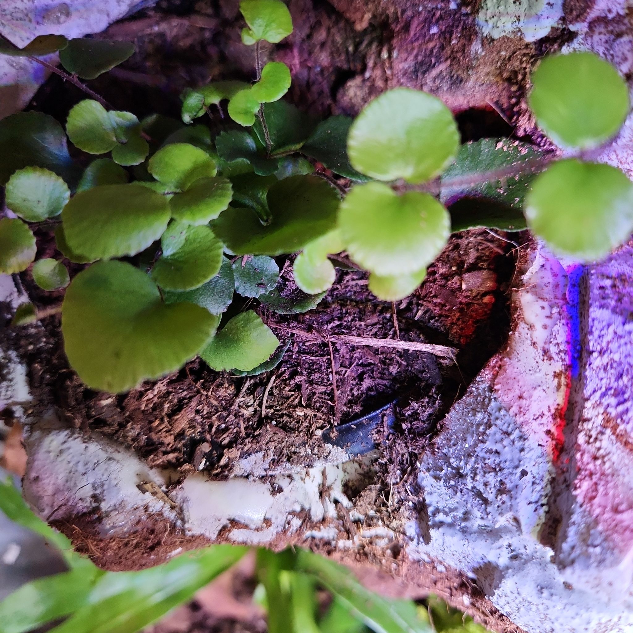 California Maidenhair Fern with round green leaves growing in a rocky environment.