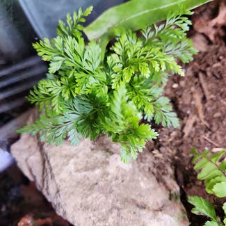 Rabbit's Foot Fern plant in Somewhere on Earth