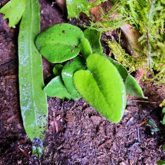Hart's Tongue Fern plant in Somewhere on Earth
