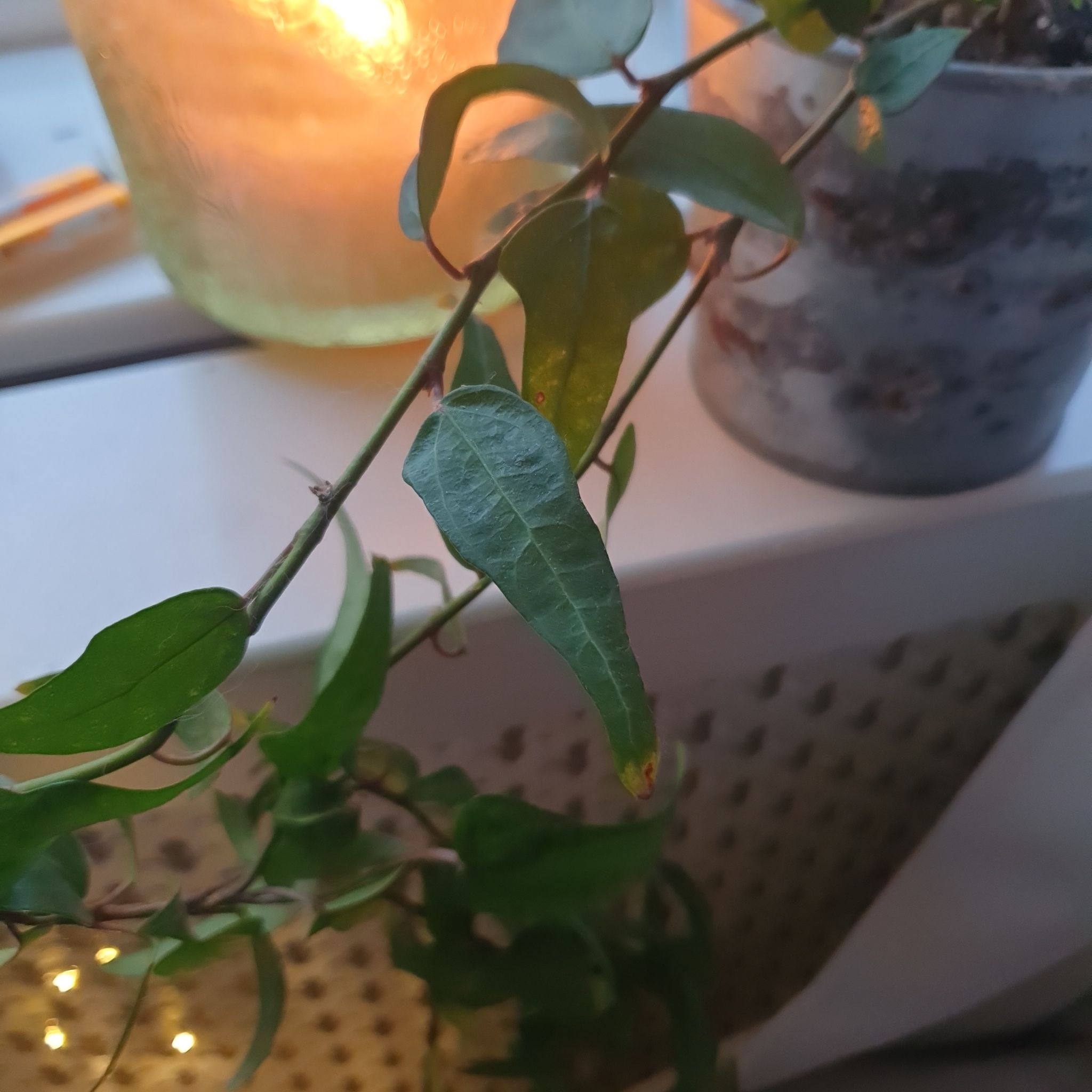 Bittersweet plant with elongated green leaves, slight browning, indoors near a candle.