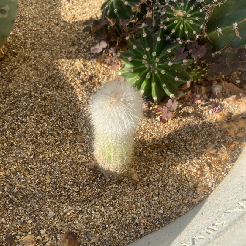 Photo of the plant species Harestail Grass by Jaime named Your plant on Greg, the plant care app