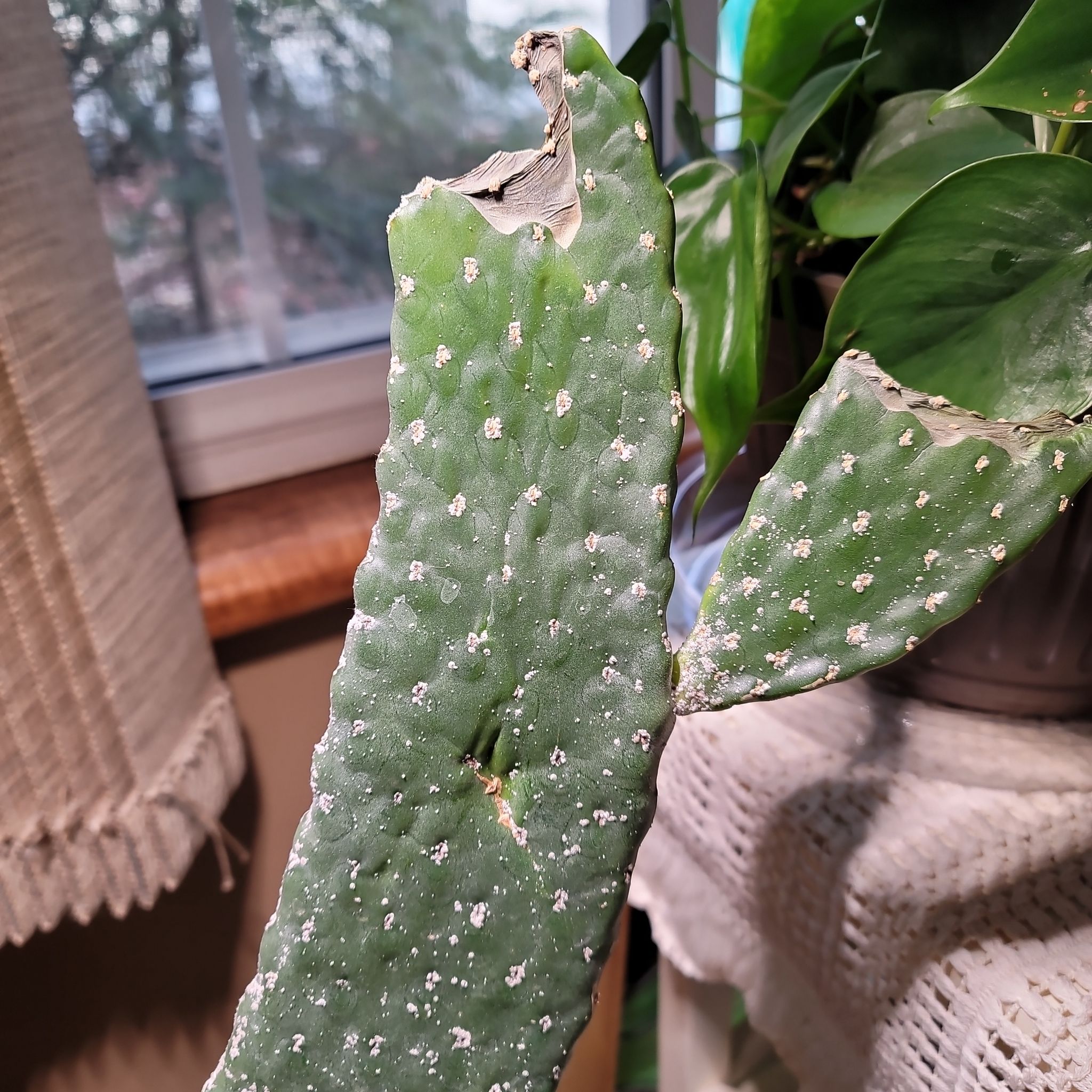 Cactus with white spots and edge damage, indoors near a window with another plant in the background.