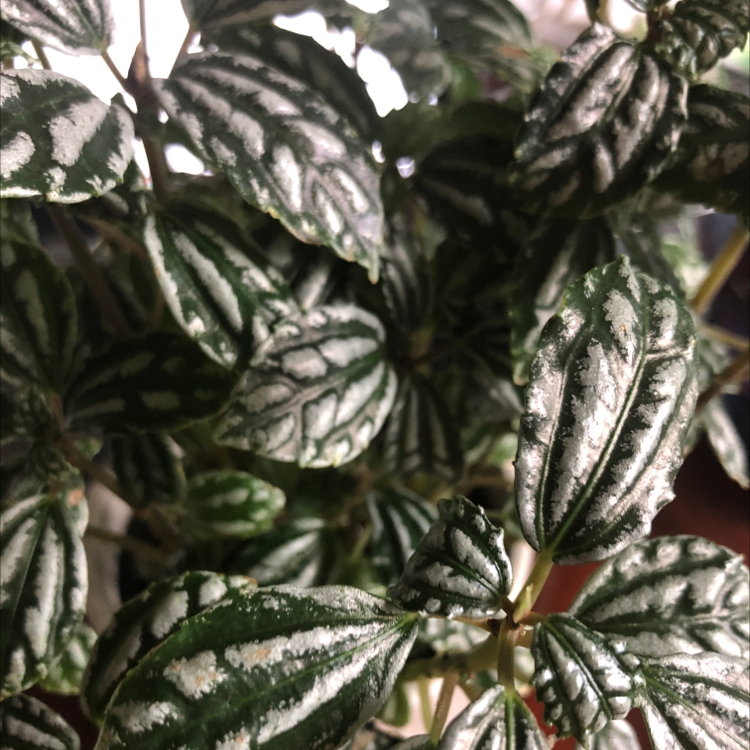 Aluminum Plant plant photo by @helianthus named Zhongli on Greg, the plant care app.