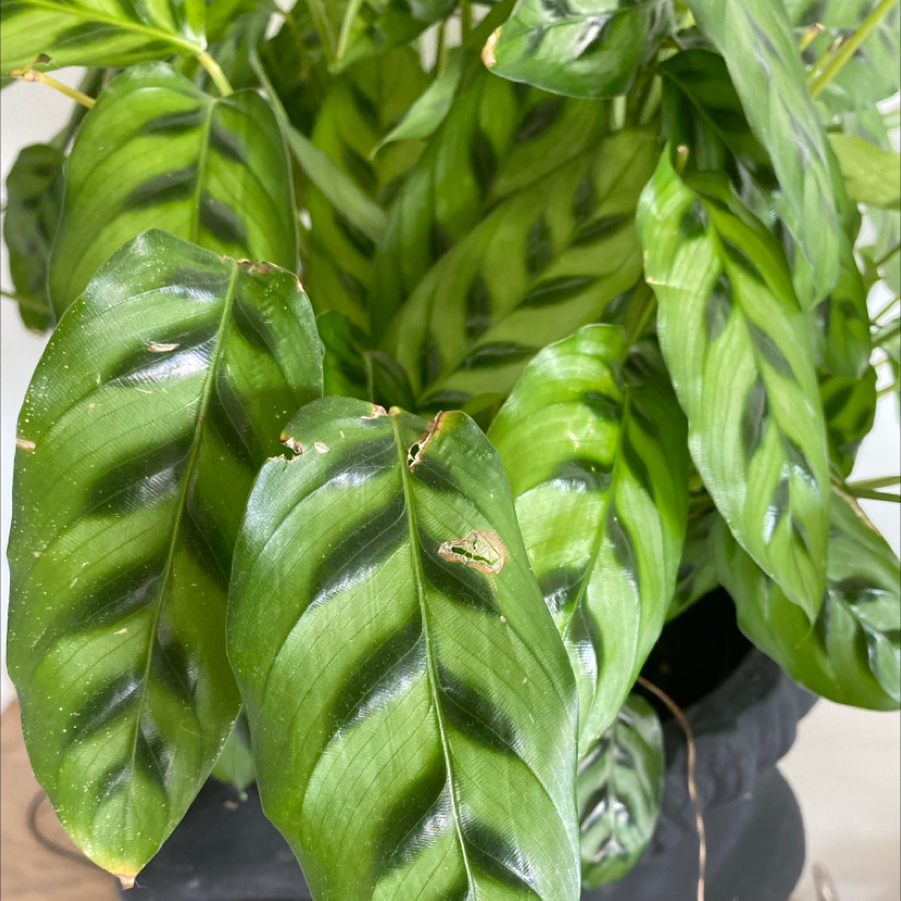 Healthy Fishbone Prayer Plant with lush green foliage featuring a striking herringbone pattern of light and dark green stripes.