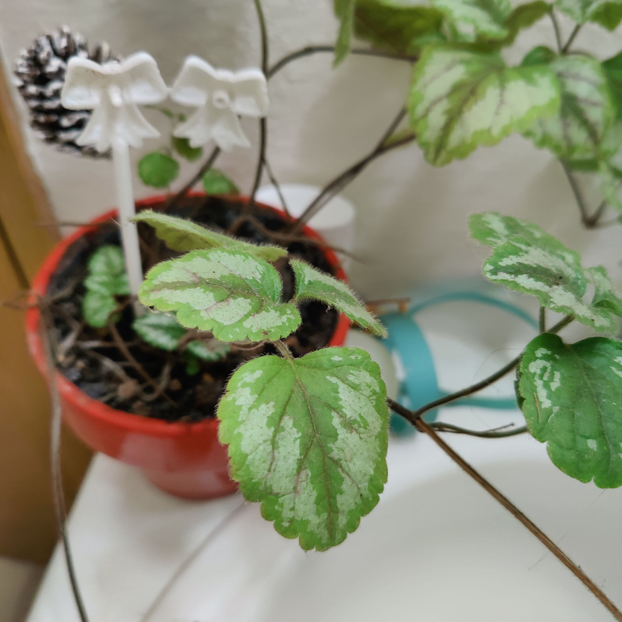 Yellow Archangel plant with variegated leaves in a red pot, appears healthy.