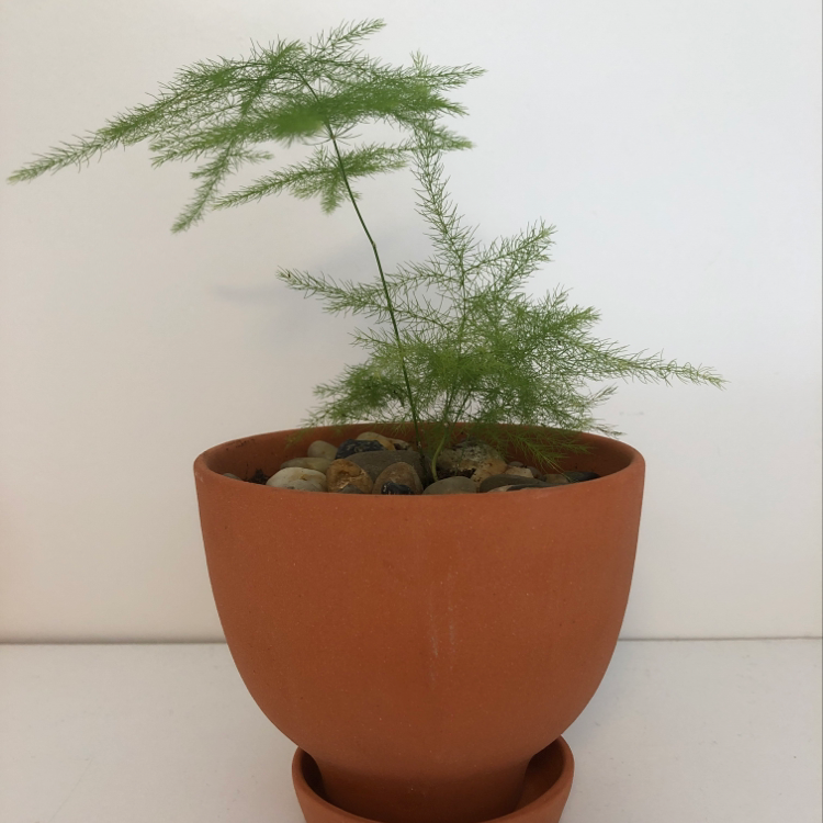 Healthy asparagus fern in a terracotta pot, with lush green feathery foliage, well-framed against a white background.