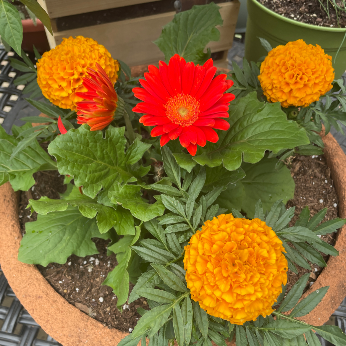 Potted plant with vibrant orange and red flowers, healthy green leaves, and visible soil.
