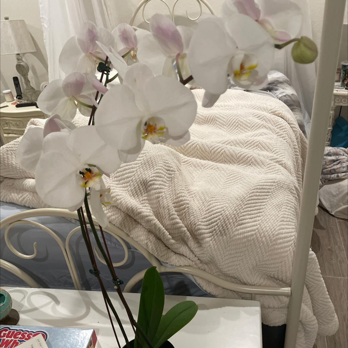 Photo of the plant species Black Velvet Jewel Orchid by @taylor.schmidt named shamoo on Greg, the plant care app