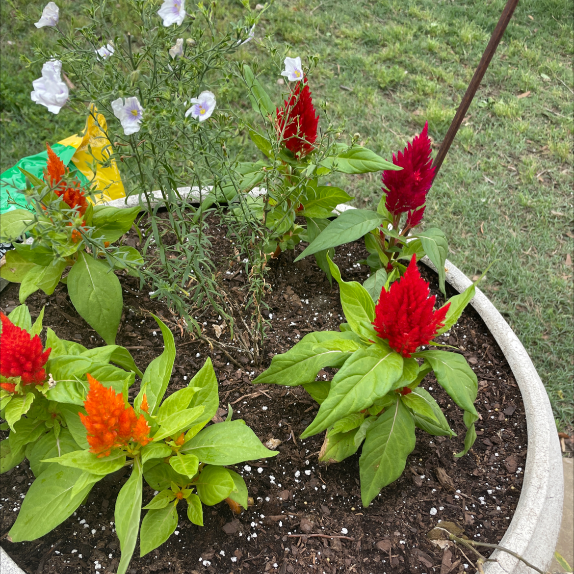 Healthy, blooming cockscomb plant with vibrant red plume-like flowers and lush green foliage in a garden bed.