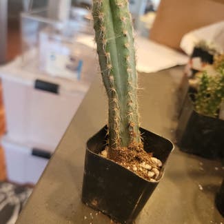 Blue Columnar Cactus plant in Houston, Texas