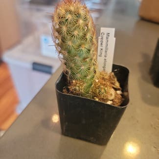 Lady Finger Cactus 'Copper King' plant in Houston, Texas