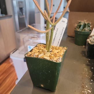 Pencil Cactus plant in Houston, Texas