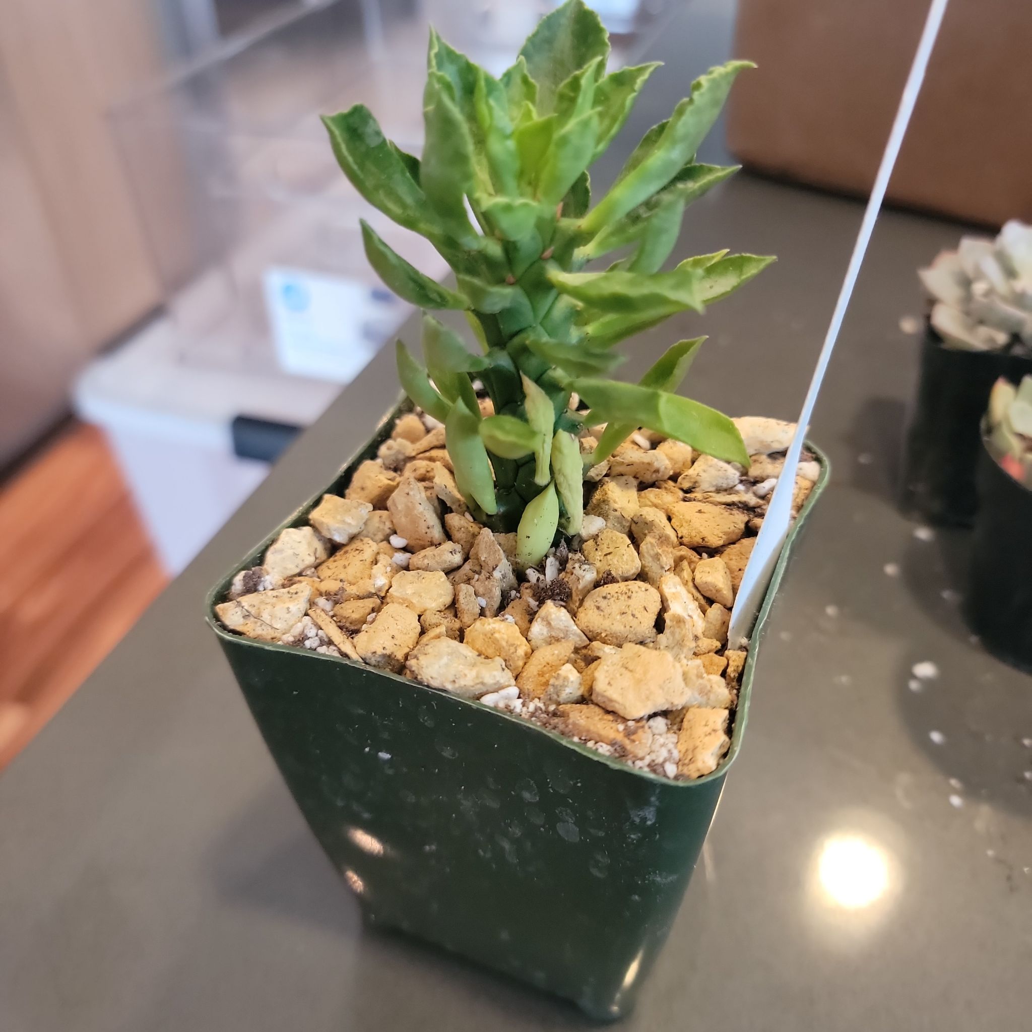 Photo of the plant species Monadenium Stapelioides variegated by @IndividualIvy named Aristotle on Greg, the plant care app