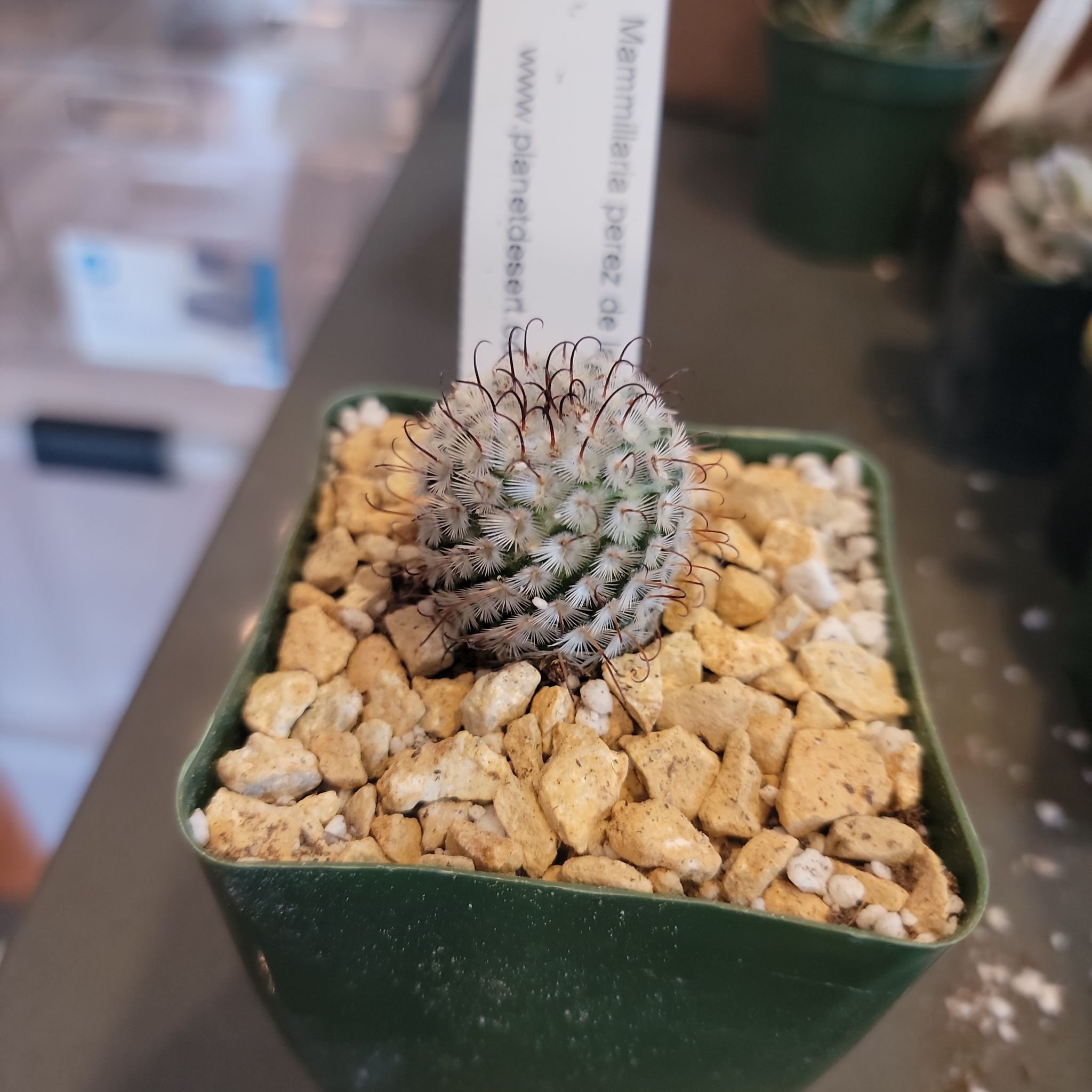 Photo of the plant species Mammillaria perezdelarosae by @IndividualIvy named Sanders on Greg, the plant care app