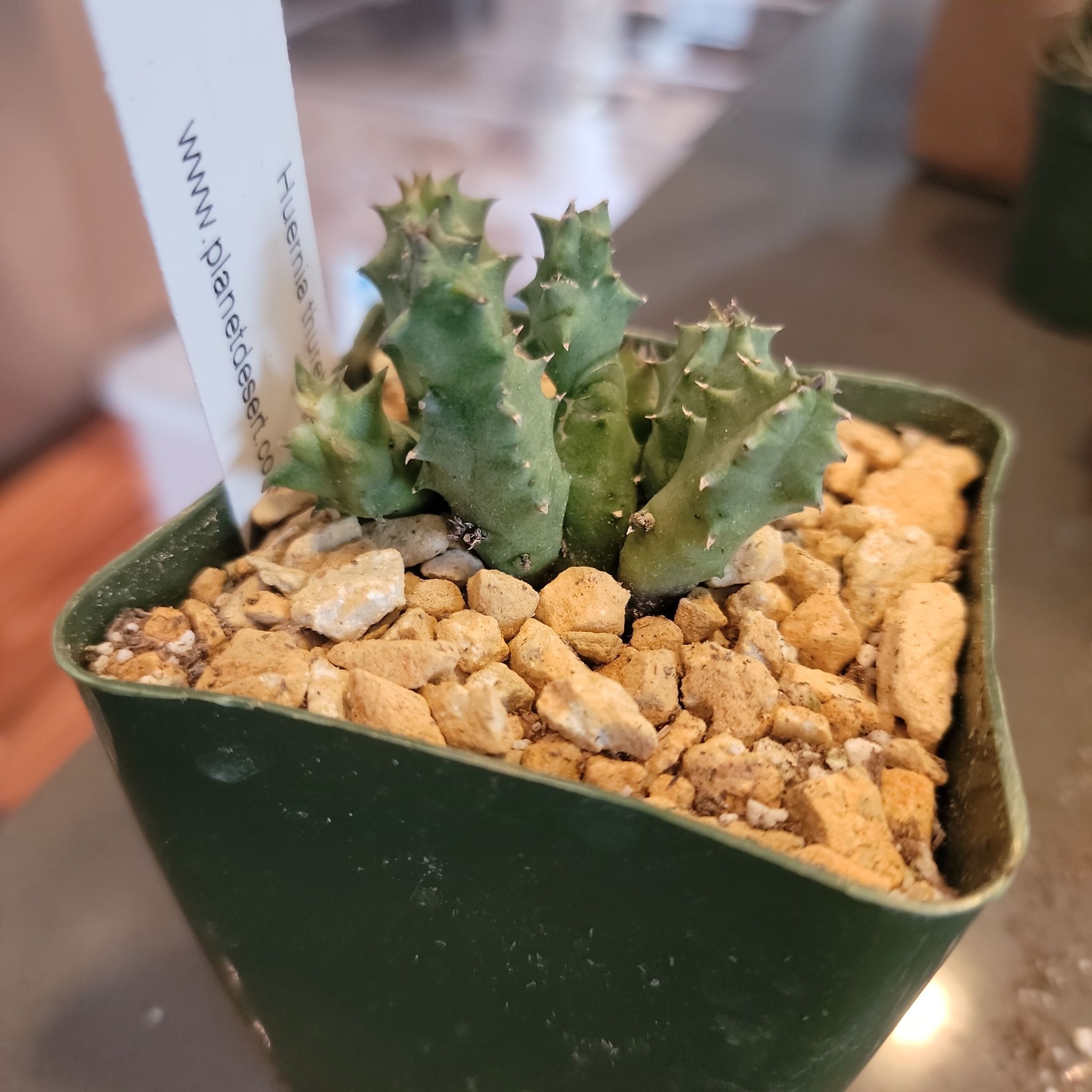 Photo of the plant species Huernia thuretii by @IndividualIvy named Khaleesi on Greg, the plant care app