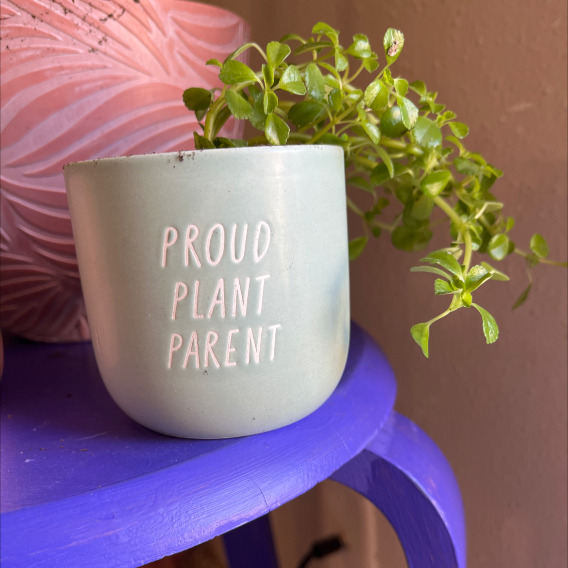 A healthy Pilea Baby Tears plant with tiny round green leaves in a white ceramic pot with 'PROUD PLANT PARENT' printed on it.