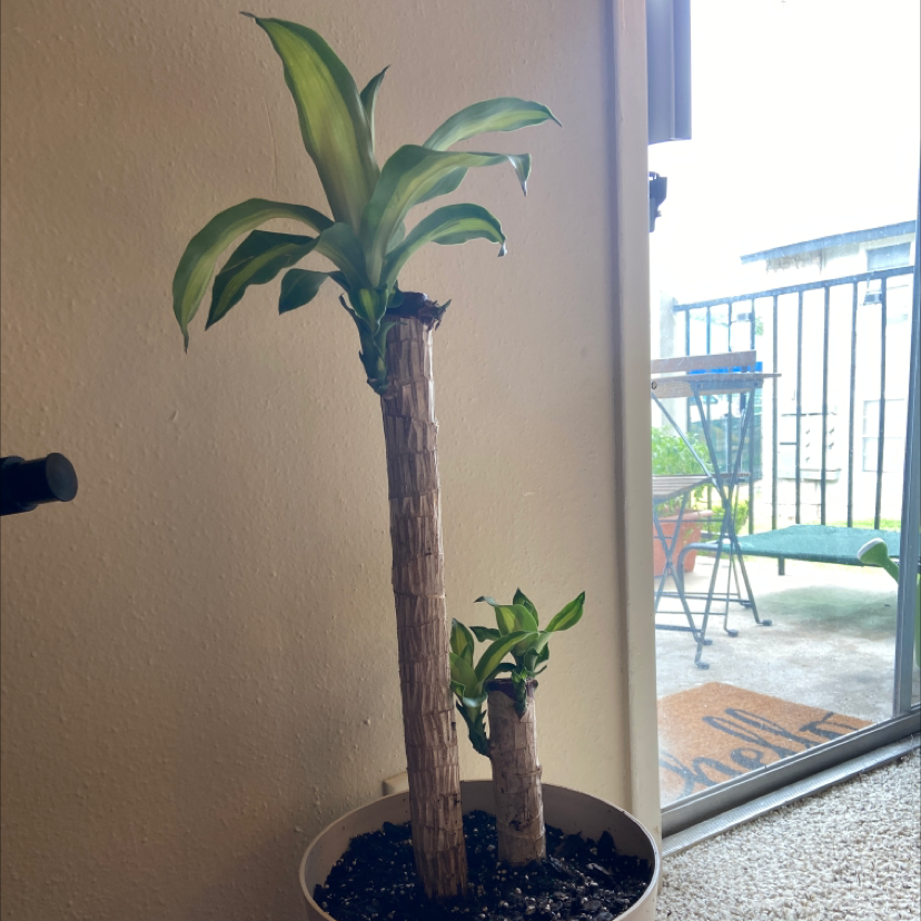 Dracaena Massangeana plant with two stalks in a pot, placed indoors near a window.
