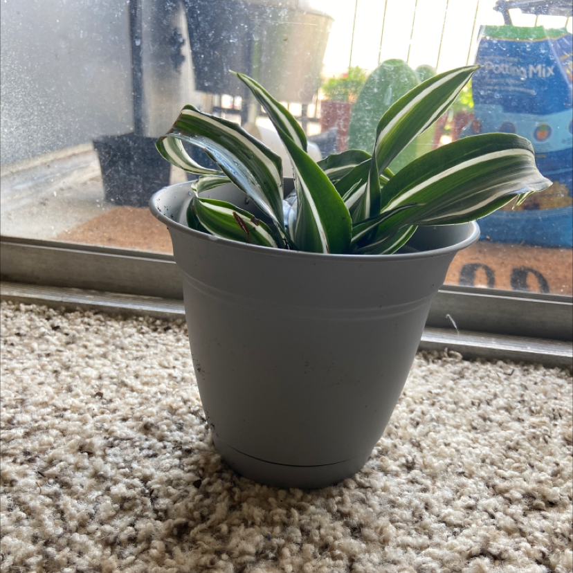 Potted White Jewel Dracaena plant near a window on a carpeted floor.