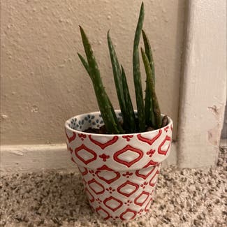 Aloe vera plant in San Antonio, Texas