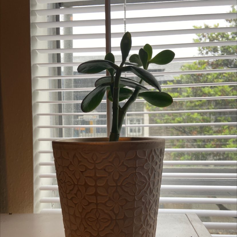 Lucky Plant plant photo by @Kelseyao named Barbara on Greg, the plant care app.