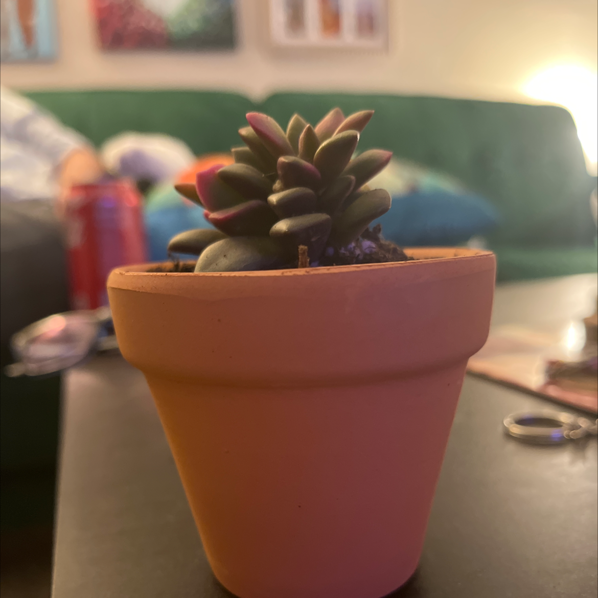 A healthy Sand Rose succulent in a terracotta pot with a blurred background.