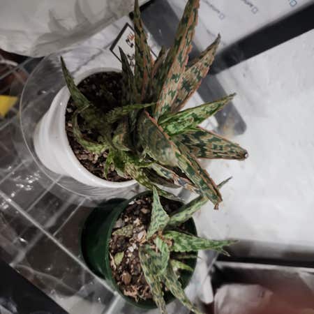 Photo of the plant species Aloe 'Lavender Star' by Giftedsapote named Figyonce on Greg, the plant care app