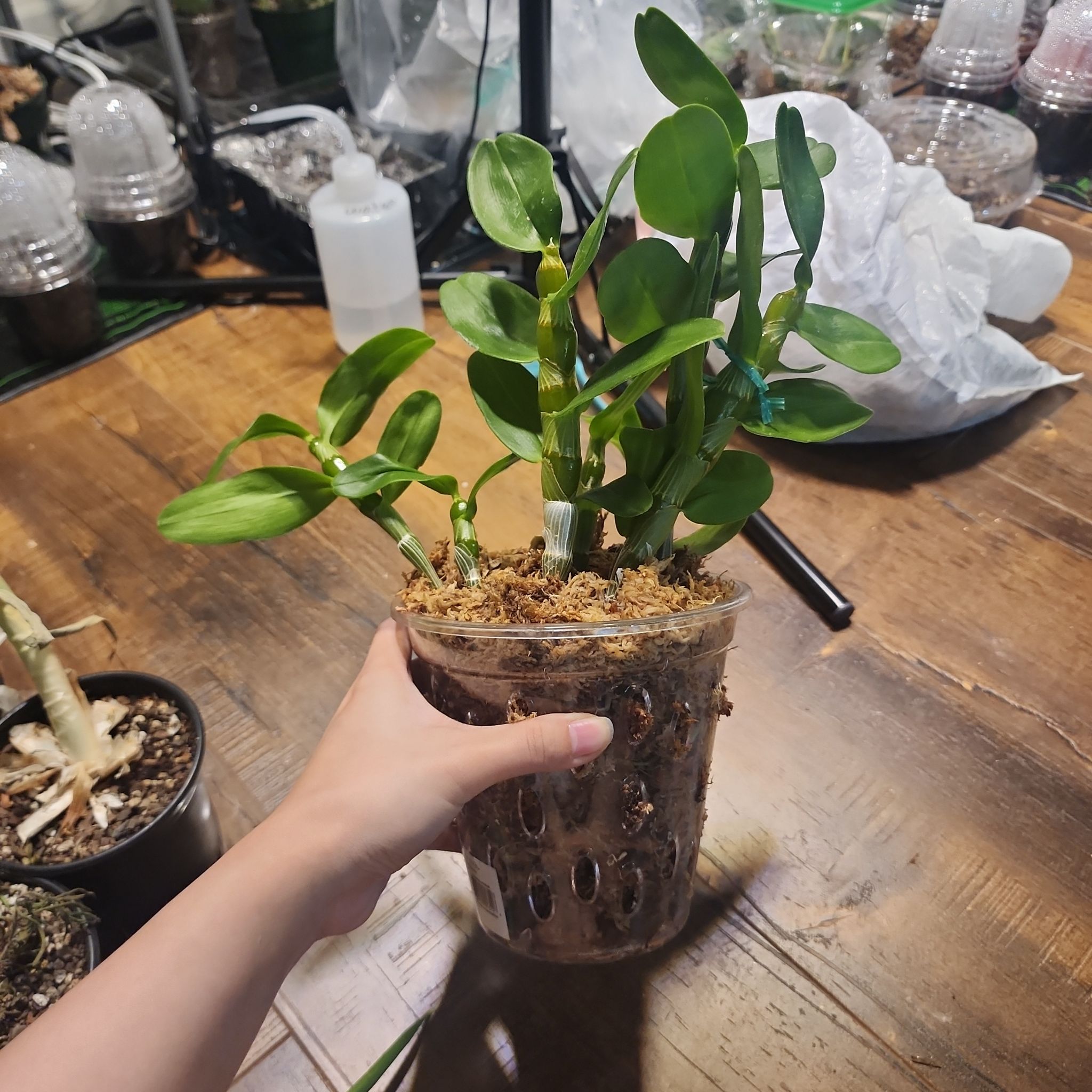 Dendrobium Phalaenopsis plant in a clear plastic pot, held by a hand.